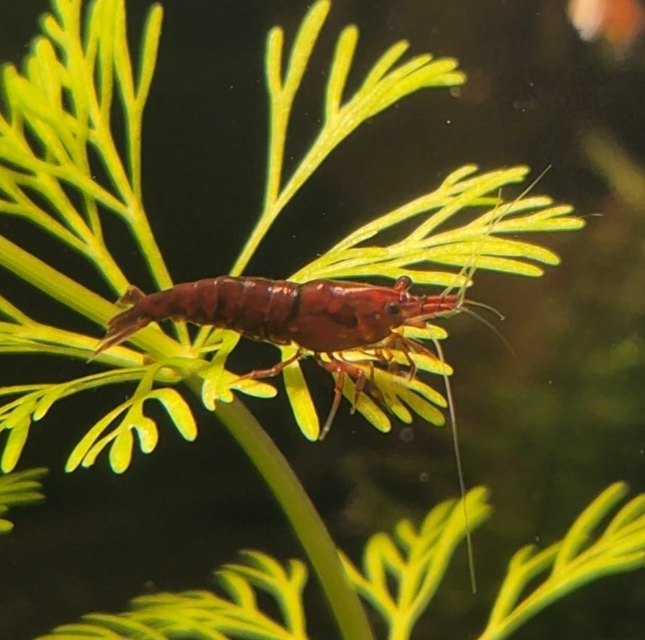 Aquarium Pass